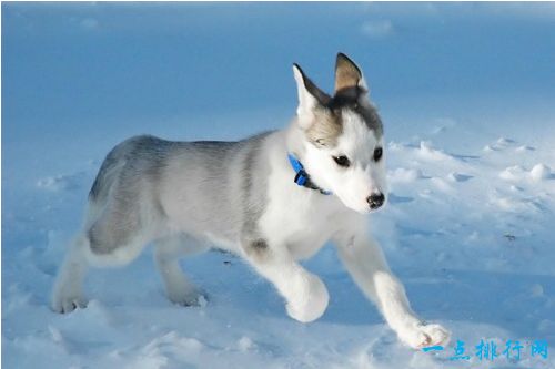 世界十大最贵名犬之一：加拿大爱斯基摩犬