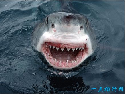 十大恐怖动物之一：大白鲨