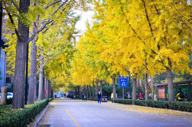 北京林业大学