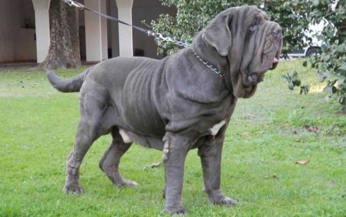 世界上最丑的狗-那不勒斯大獒