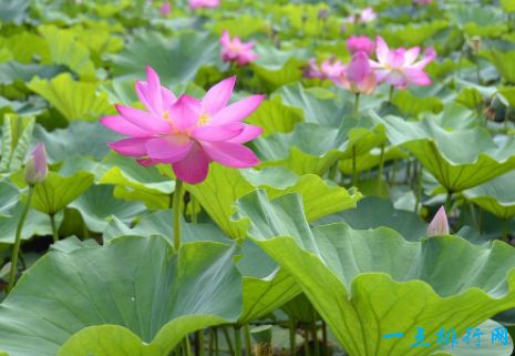 水中芙蓉——荷花