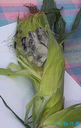 全球十大恶心食品之一：玉米黑粉病