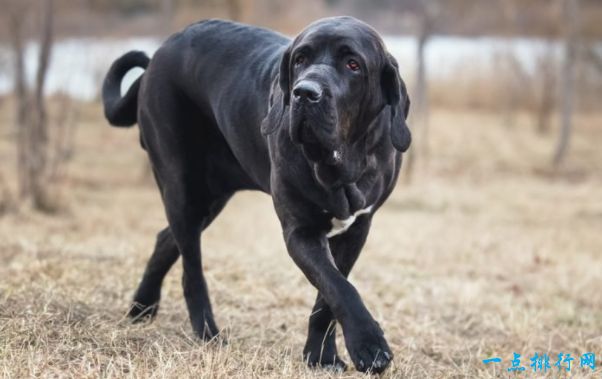 巴西獒犬