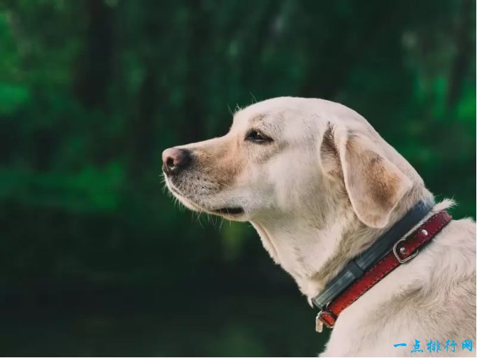 世界十大嗅觉能力最出众的狗：拉布拉多寻回犬