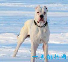 阿根廷杜高犬