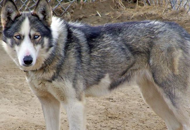 野狼犬