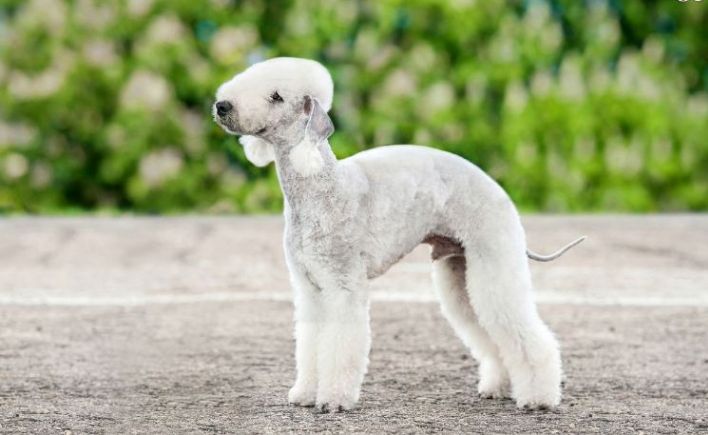 世界上最丑的狗-贝灵顿梗犬