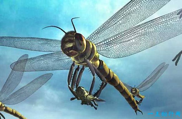 地球上的远古十大怪兽之一：巨型蜻蜓
