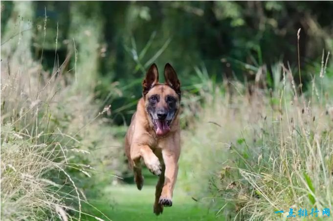 世界十大嗅觉能力最出众的狗：比利时马林诺斯犬
