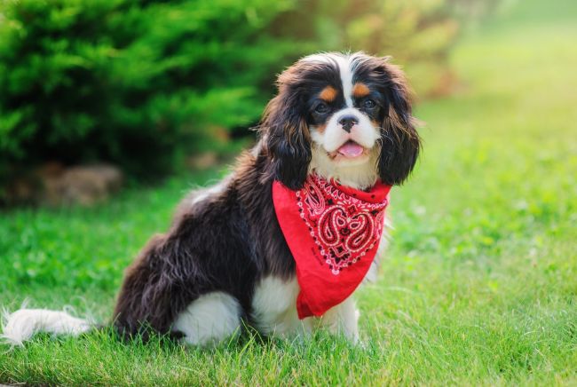 骑士查理王小猎犬