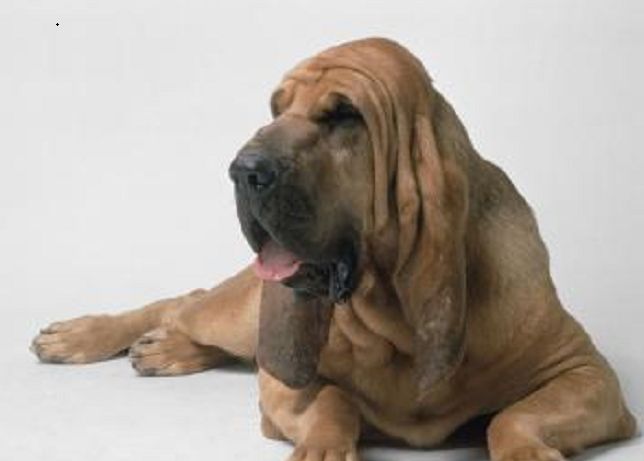 寻血猎犬