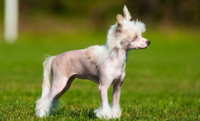 世界上最丑的狗-中国冠毛犬