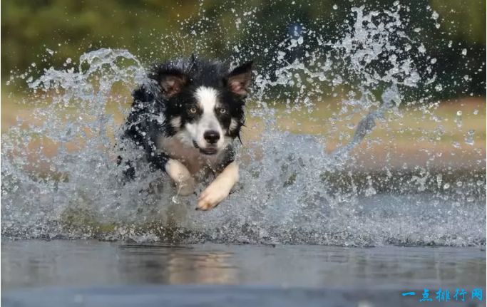 世界十大最容易训练的狗品种：边境牧羊犬