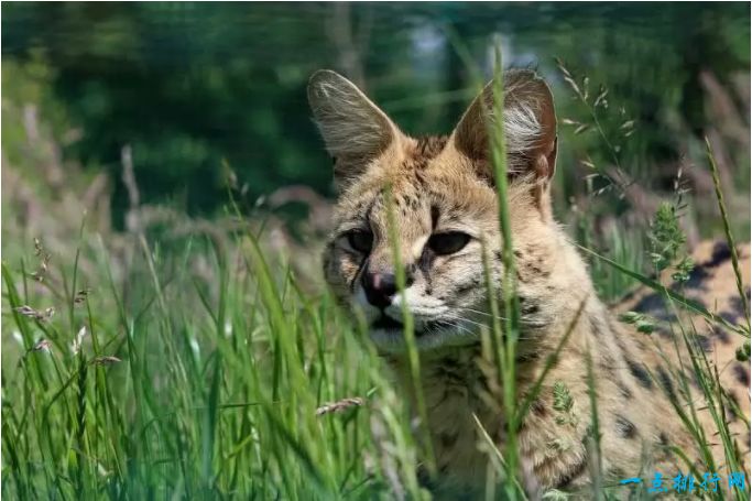 世界十大知名的野猫排行榜：薮猫