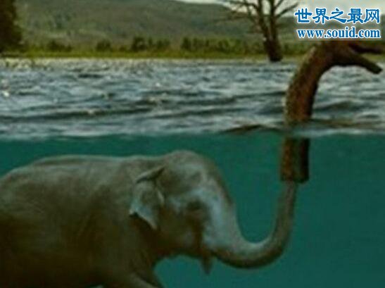 揭秘尼斯湖水怪之谜，竟只是大象的鼻子