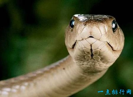 黑曼巴 4.4米