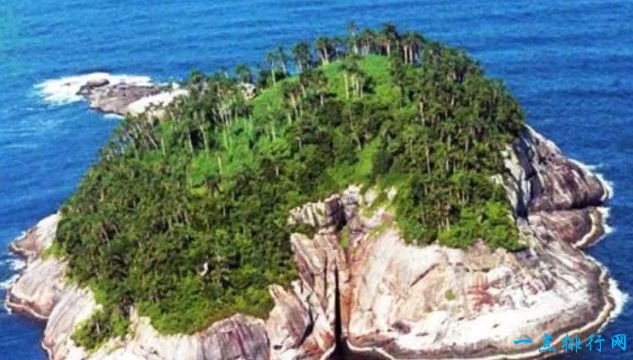 Ilha de Queimada Grande岛 - 巴西