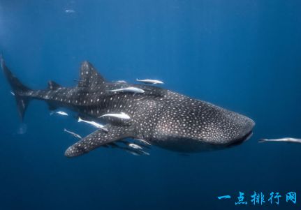 鲸鲨 长度10米