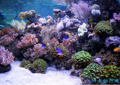 珊瑚海