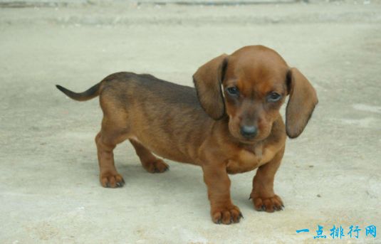 腊肠犬