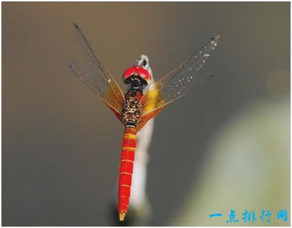 侏红小蜻