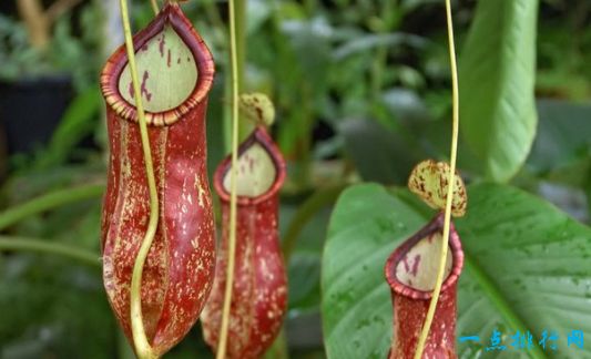 猪笼草 猪笼草