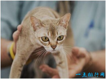 新加坡猫