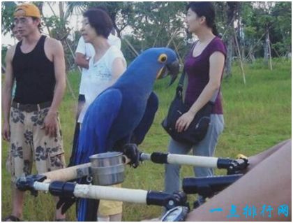 世界上最大的鹦鹉，紫蓝金刚鹦鹉