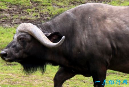 南非黑色大水牛