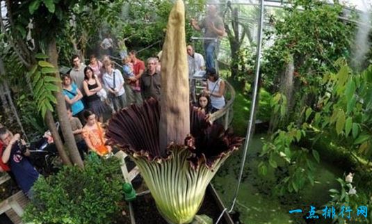 尸臭魔芋 尸臭魔芋