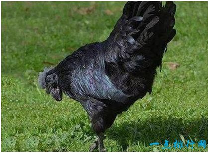  Ayam Cemani纯黑鸡