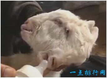 双头羊