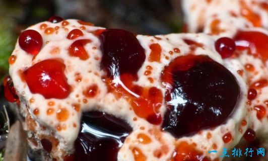 佩氏亚齿菌 佩氏亚齿菌