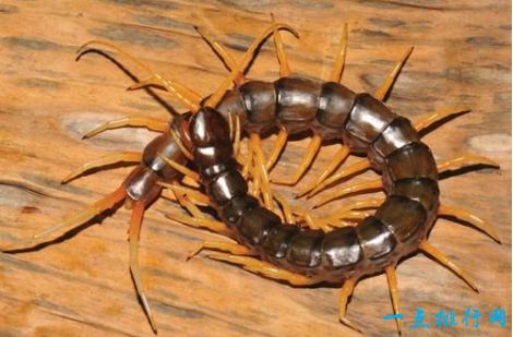 Scolopendra Cataracta蜈蚣
