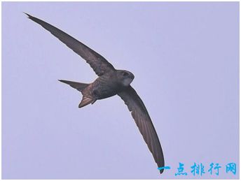 尖尾雨燕 尖尾雨燕