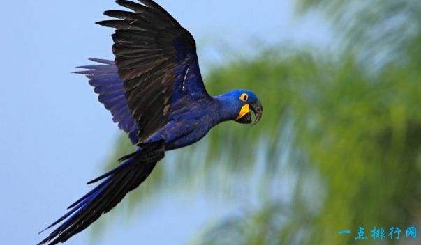 紫蓝金刚鹦鹉——最大的鹦鹉