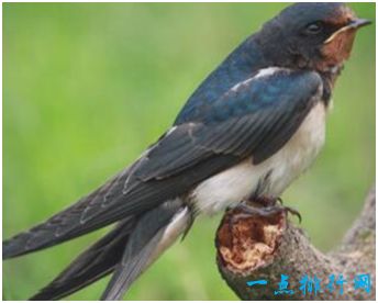 尖尾雨燕 尖尾雨燕