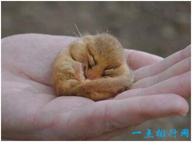 世界上冬眠时间最长的动物 睡鼠