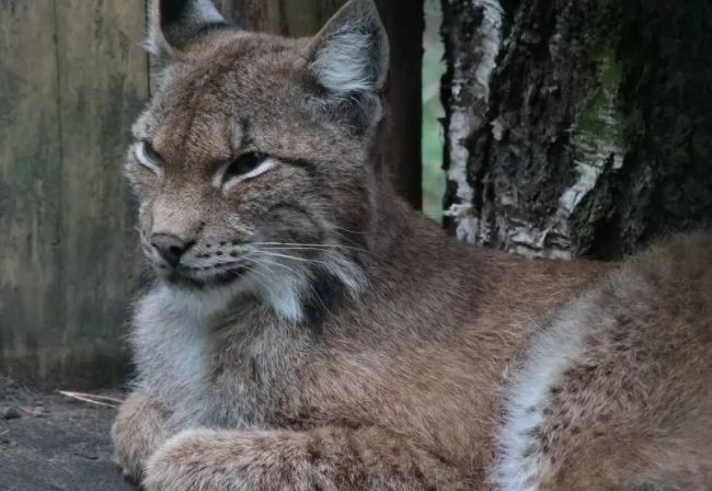 加拿大猞猁