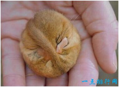 世界上冬眠时间最长的动物 睡鼠