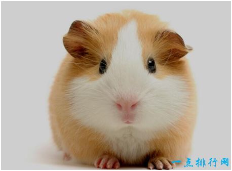 豚鼠