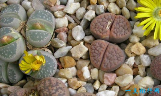 多肉植物 多肉植物