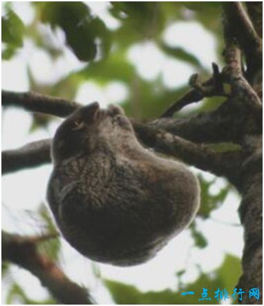 鼯猴