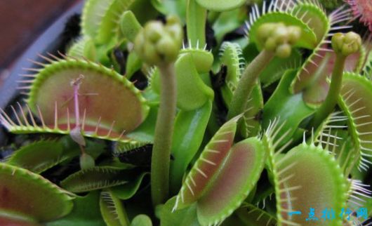 捕蝇草 捕蝇草