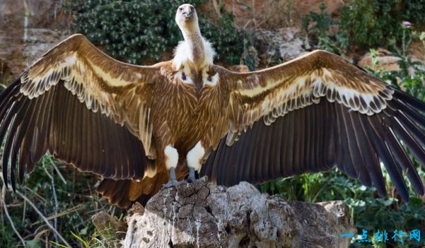 秃鹫——最大的猛禽