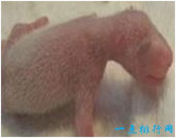 大熊猫“51克”