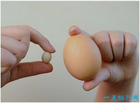 长1.8厘米的鸡蛋